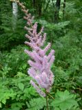 Astilbe chinensis. Соцветие. Хабаровский край, Хабаровский р-н, окр. ст. Хехцир, лиственный лес. 19.07.2014.