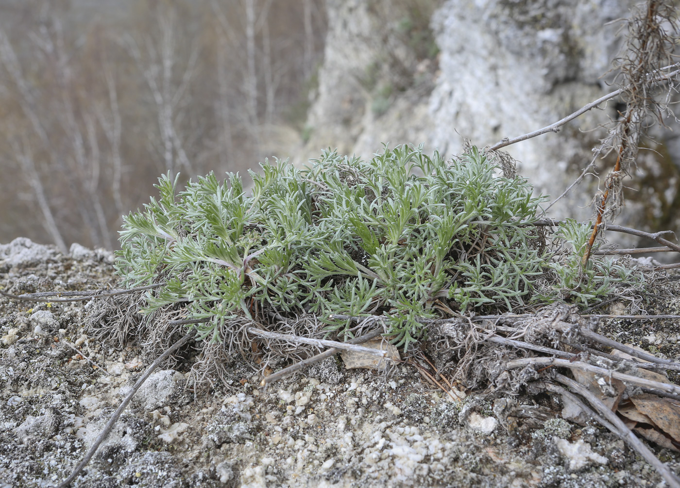 Изображение особи Artemisia campestris.