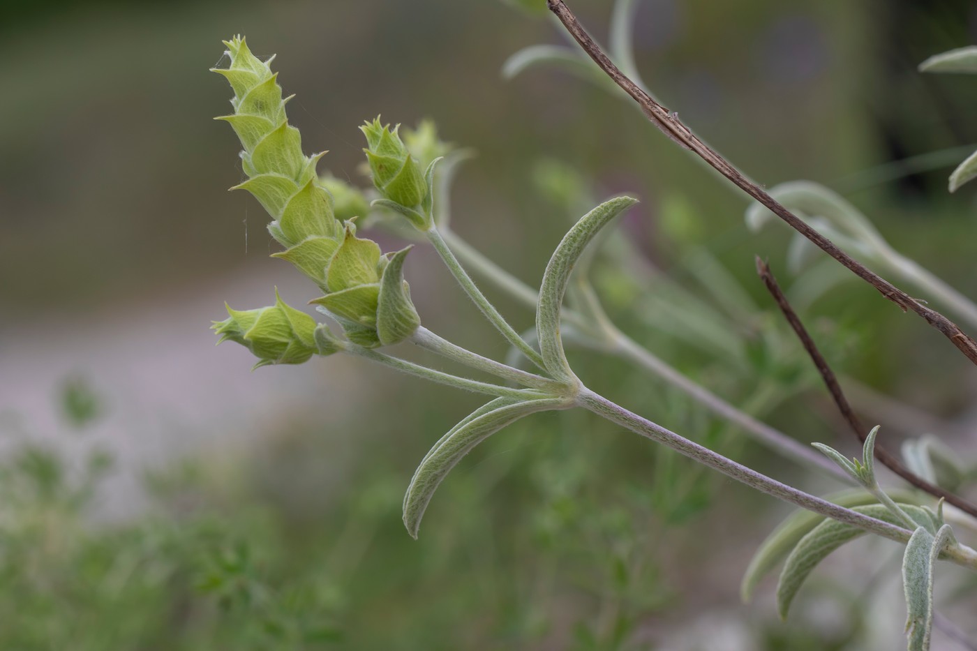 Image of Sideritis euxina specimen.