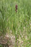 Anacamptis coriophora