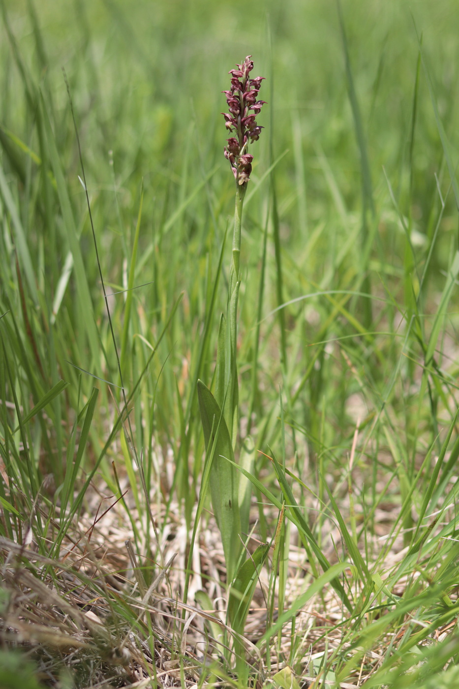 Изображение особи Anacamptis coriophora.