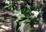 род Pachypodium. Ветвь с цветами и листьями. Мадагаскар, провинция Тулеария, регион Ациму-Андрефана, Arboretum d'Antsokay. 04.12.2019.