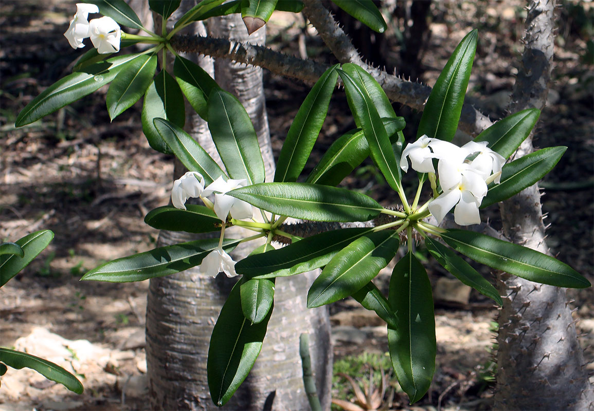Image of genus Pachypodium specimen.