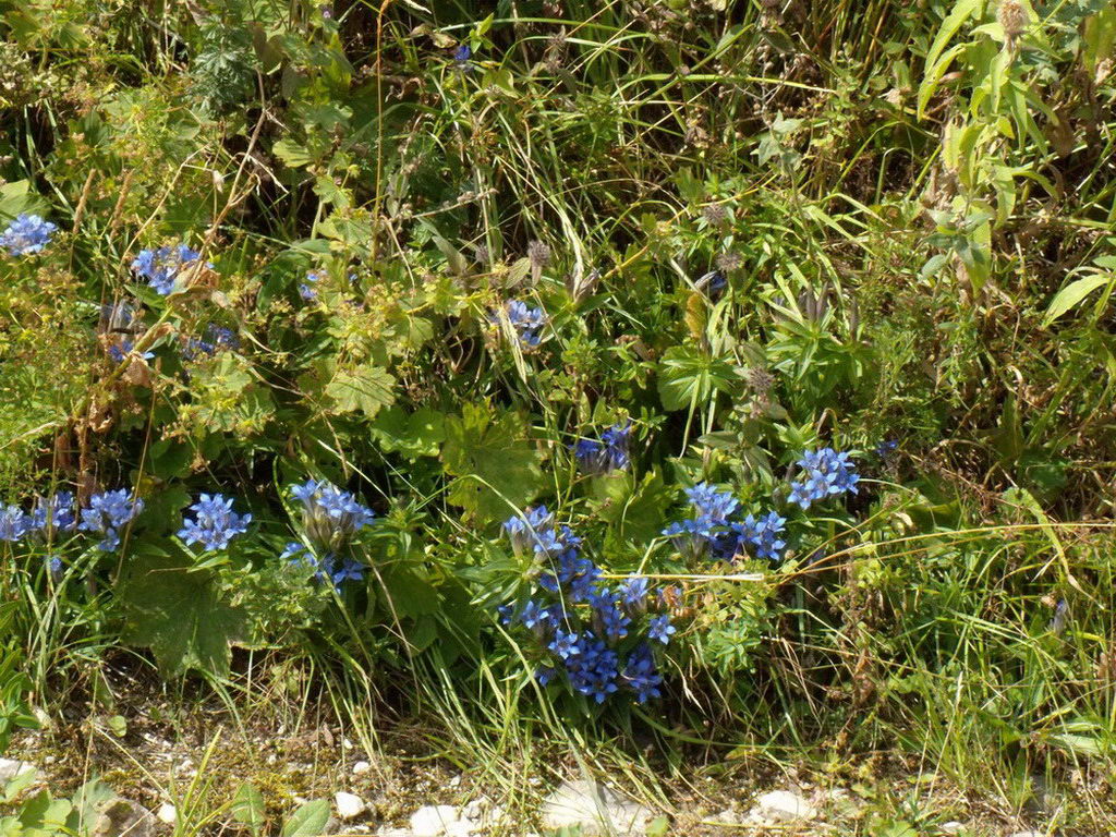 Изображение особи Gentiana septemfida.