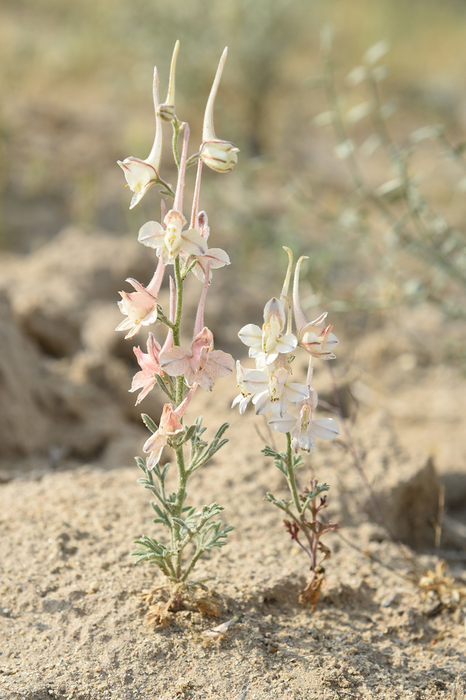 Изображение особи Delphinium camptocarpum.