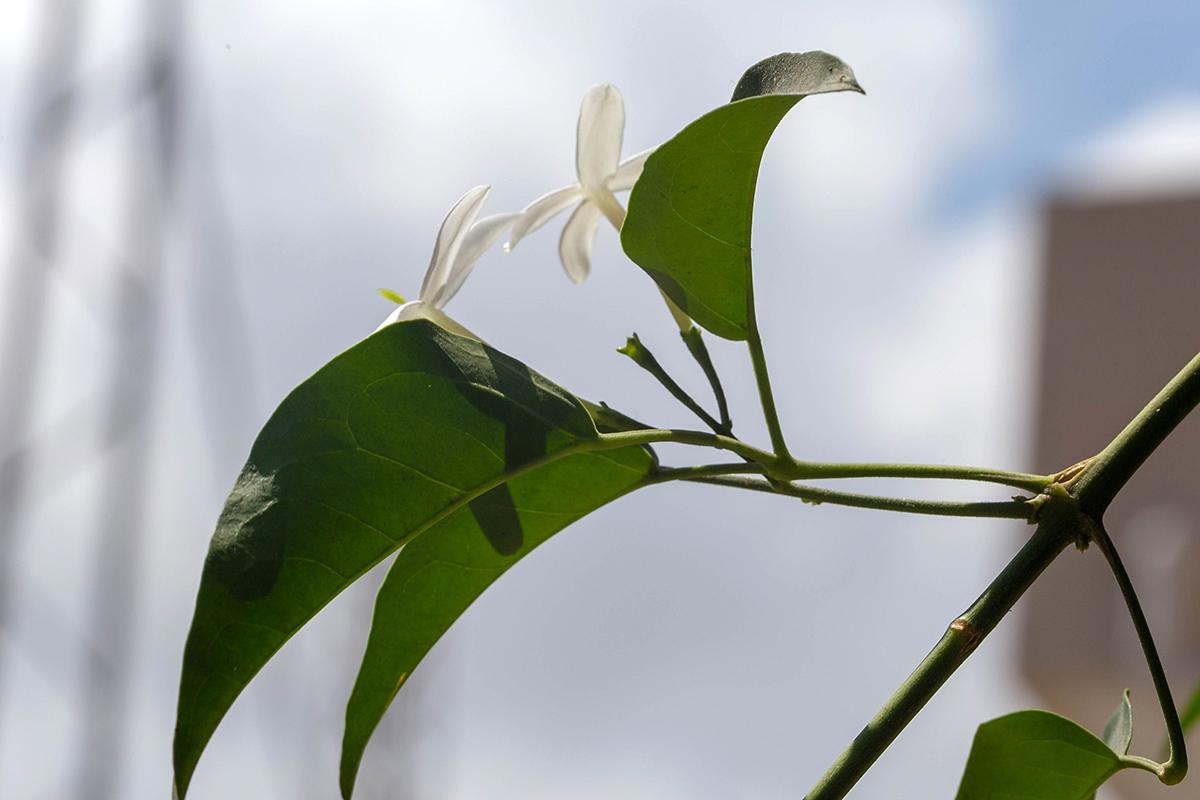 Изображение особи род Jasminum.