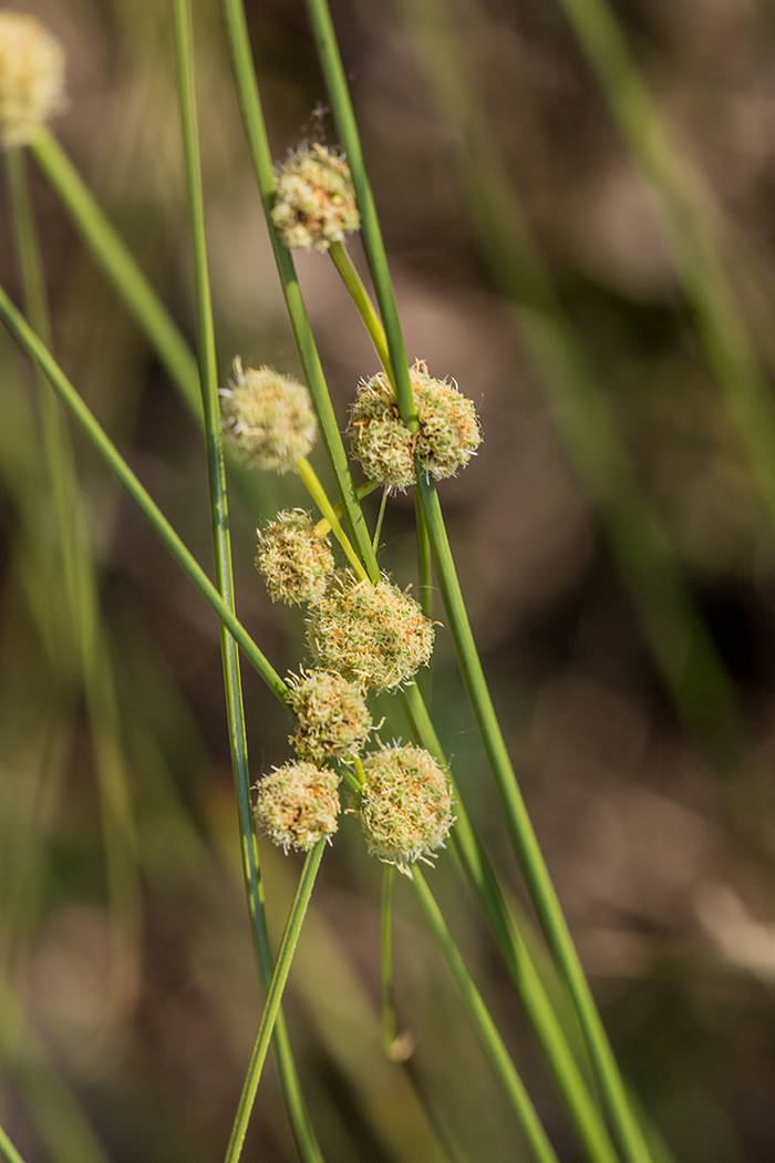 Image of Scirpoides holoschoenus specimen.