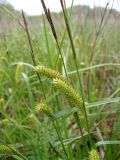 Carex vesicaria