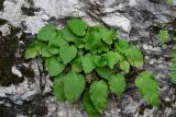 Campanula pendula. Вегетирующее растение. Чечня, Итум-Калинский р-н, Аргунское ущелье, на скале. 26.07.2022.