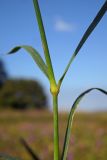 Dianthus caucaseus