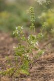 Stachys annua