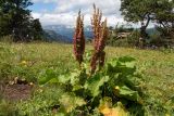 Rumex alpinus