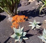 Aloe striata