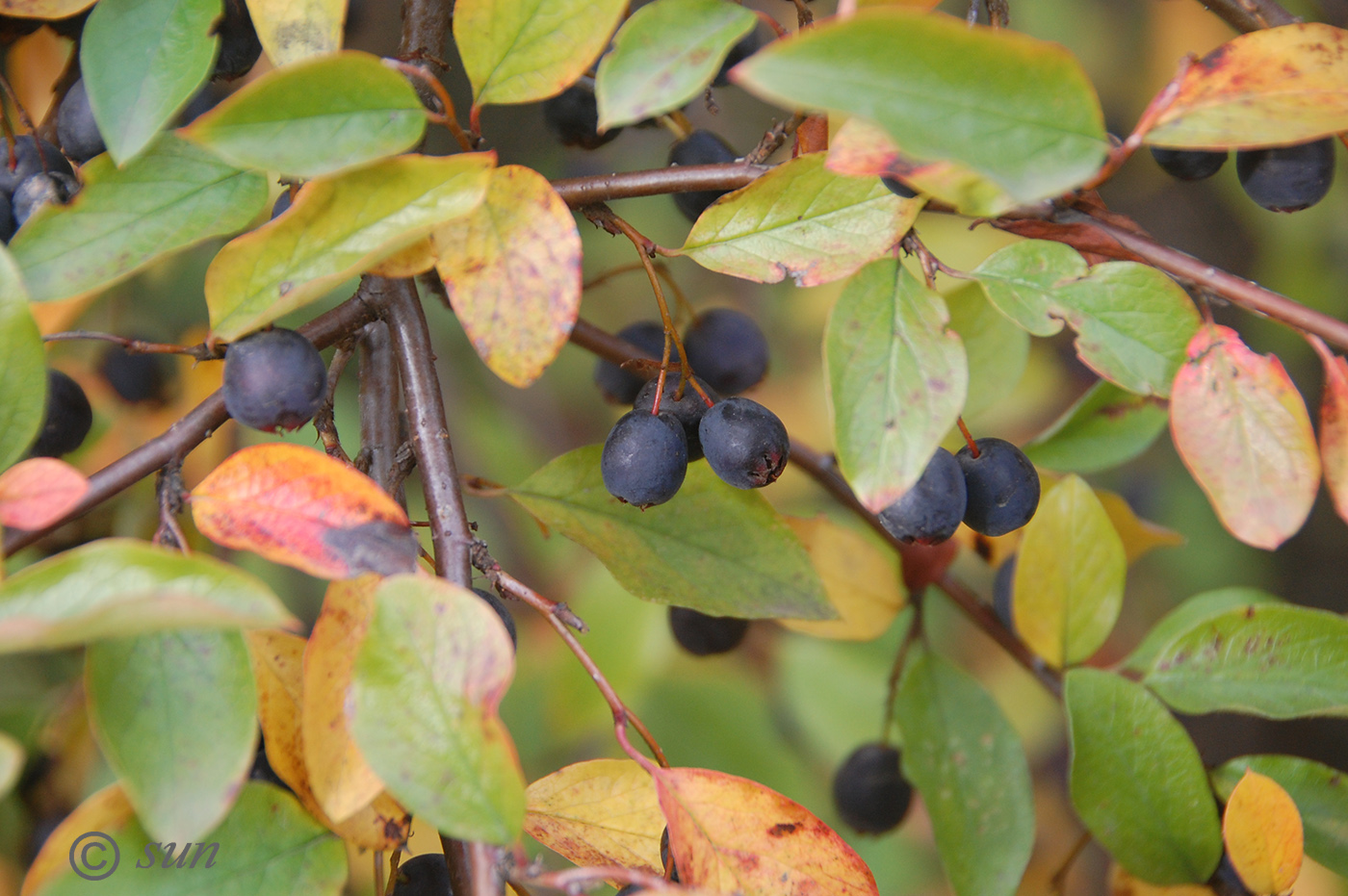 Image of Cotoneaster lucidus specimen.