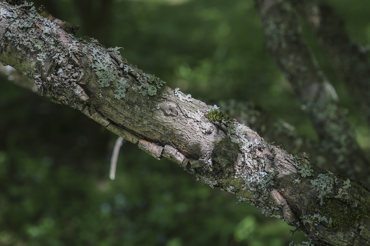 Image of Rhamnus cathartica specimen.