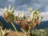 Lactuca chaixii. Соплодие. Краснодарский край, м/о г. Геленджик, хр. Маркотх, гора Иорданова, ≈ 650 м н.у.м., горный луг. 23.07.2016.