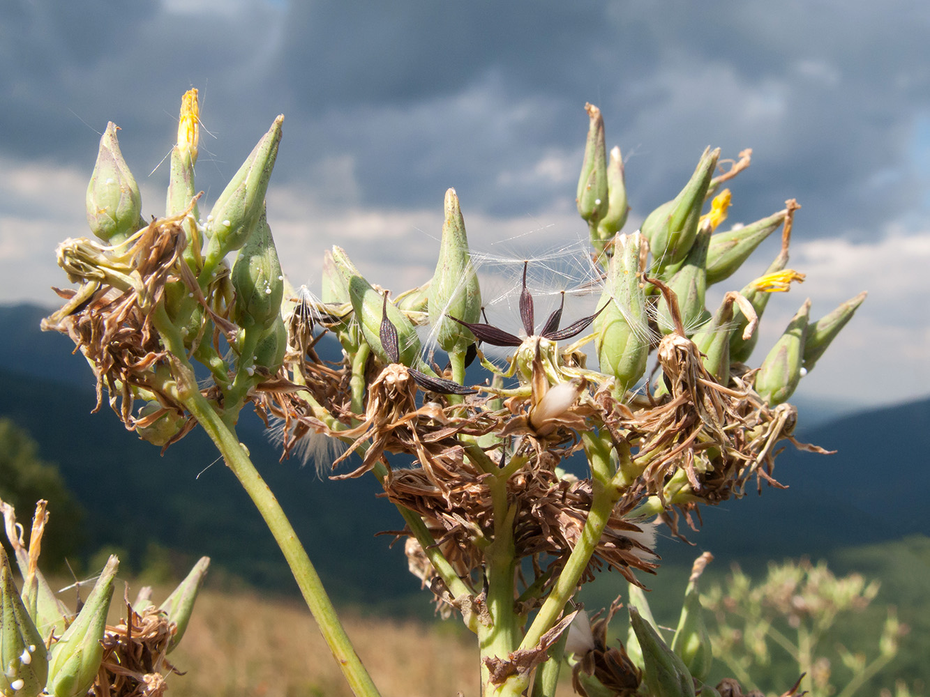 Изображение особи Lactuca chaixii.