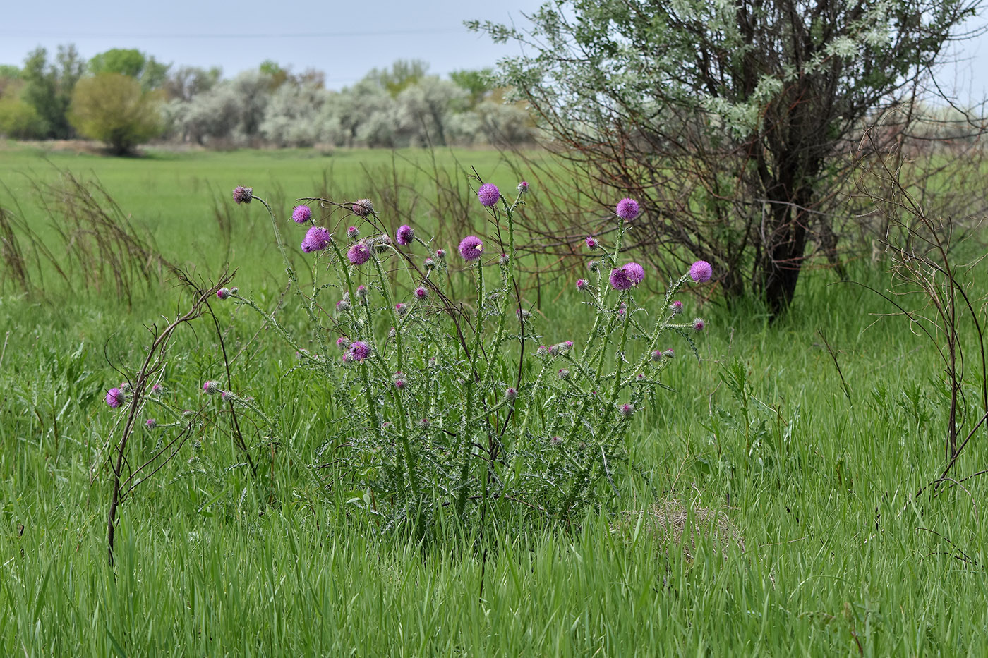 Изображение особи Carduus uncinatus.