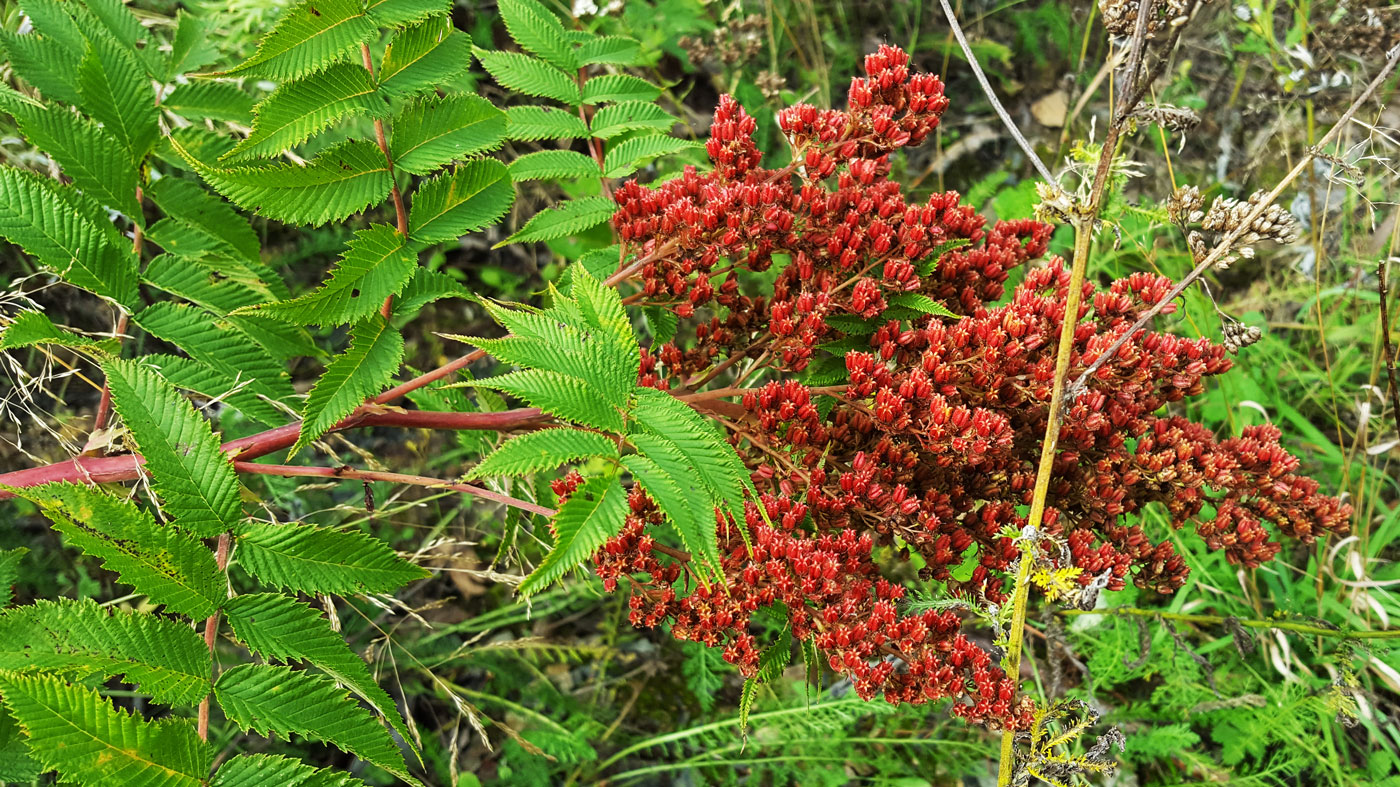 Image of Sorbaria sorbifolia specimen.