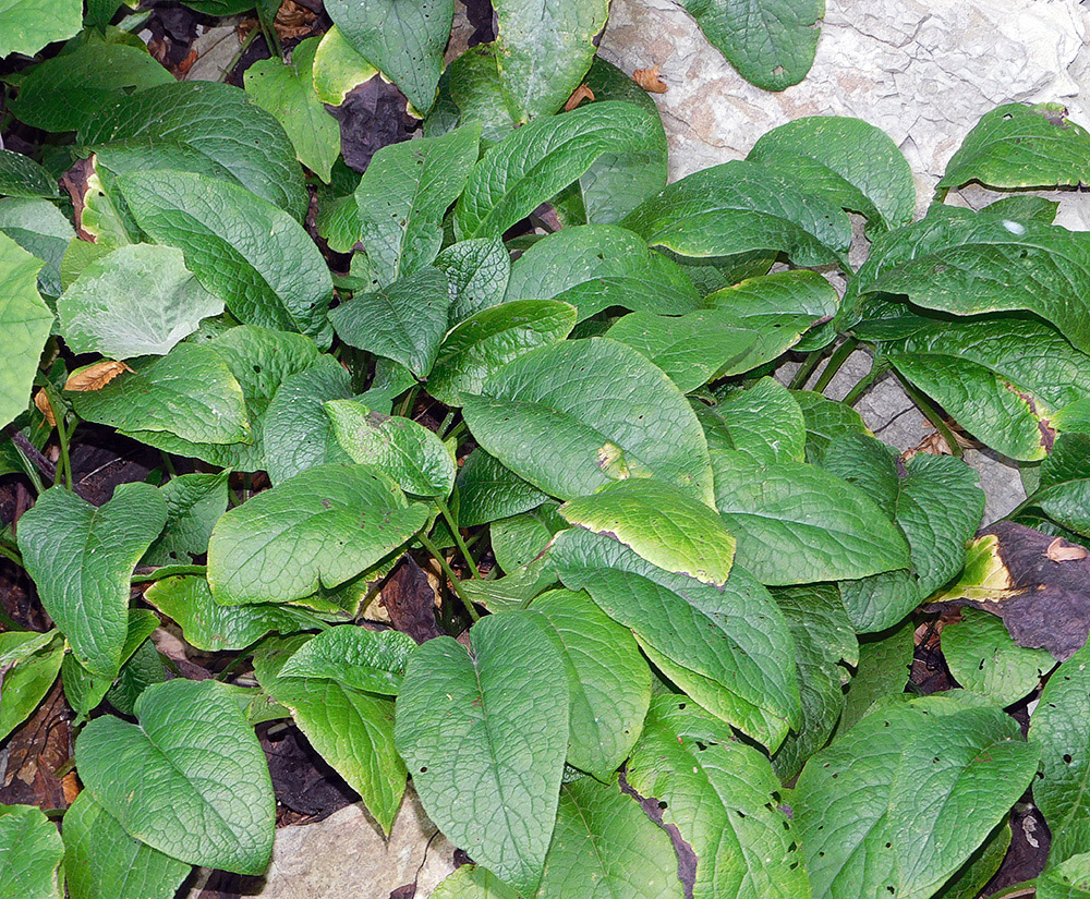 Image of Symphytum grandiflorum specimen.