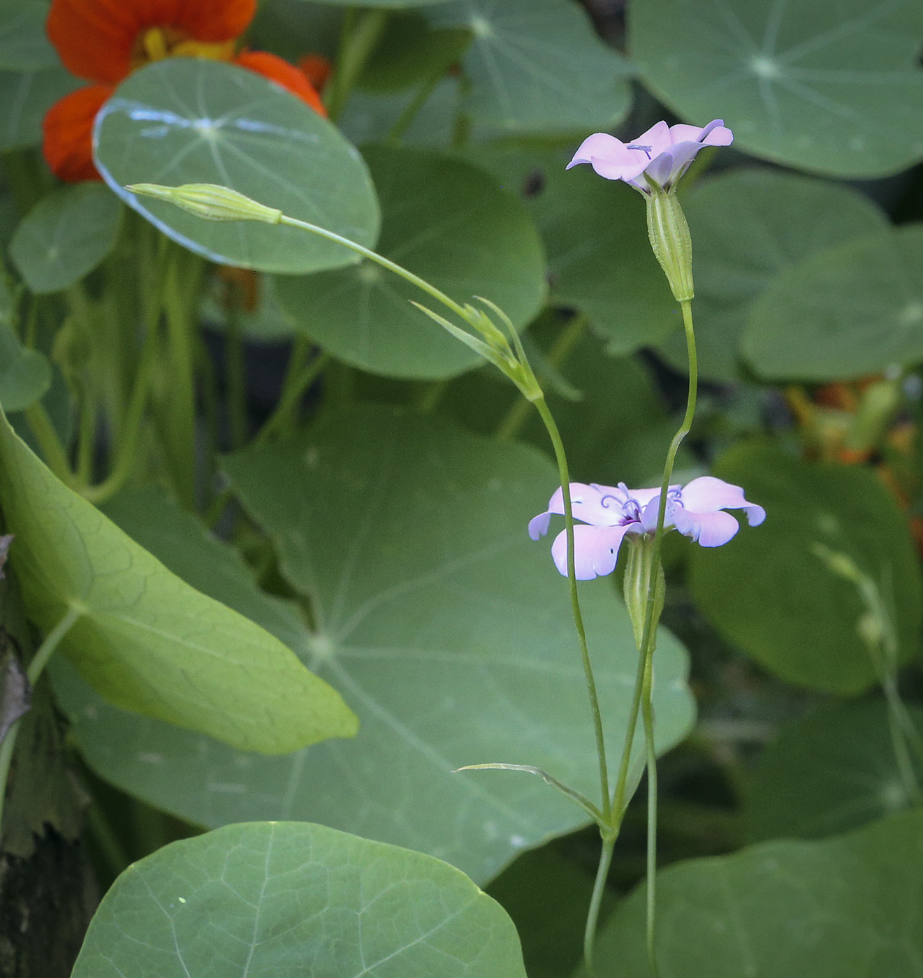 Изображение особи Eudianthe coeli-rosa.