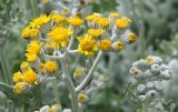 Senecio cineraria. Соцветие. Краснодарский край, м/о Анапа, пос. Витязево, ул. Знойная, в культуре. 29.05.2021.