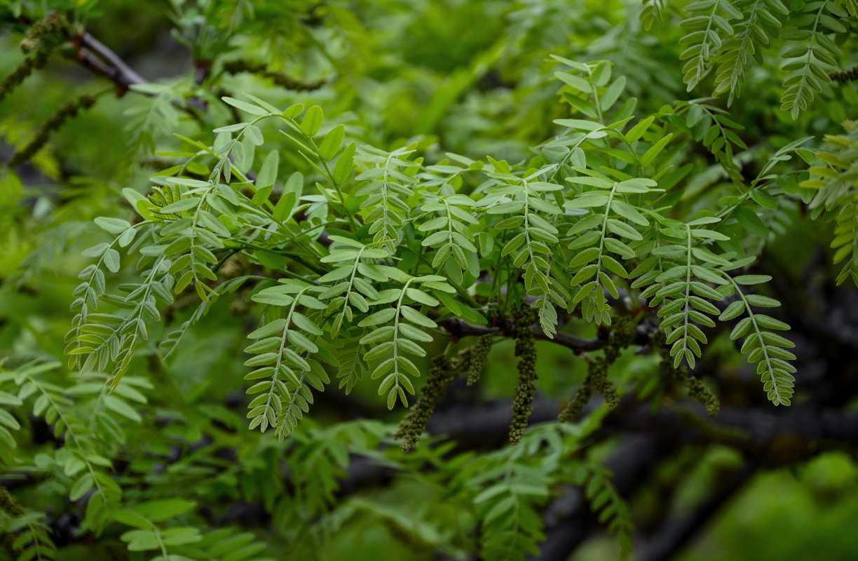 Image of genus Gleditsia specimen.