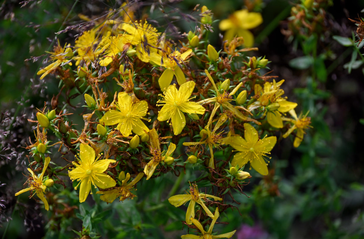 Image of Hypericum perforatum specimen.