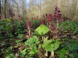 Petasites hybridus