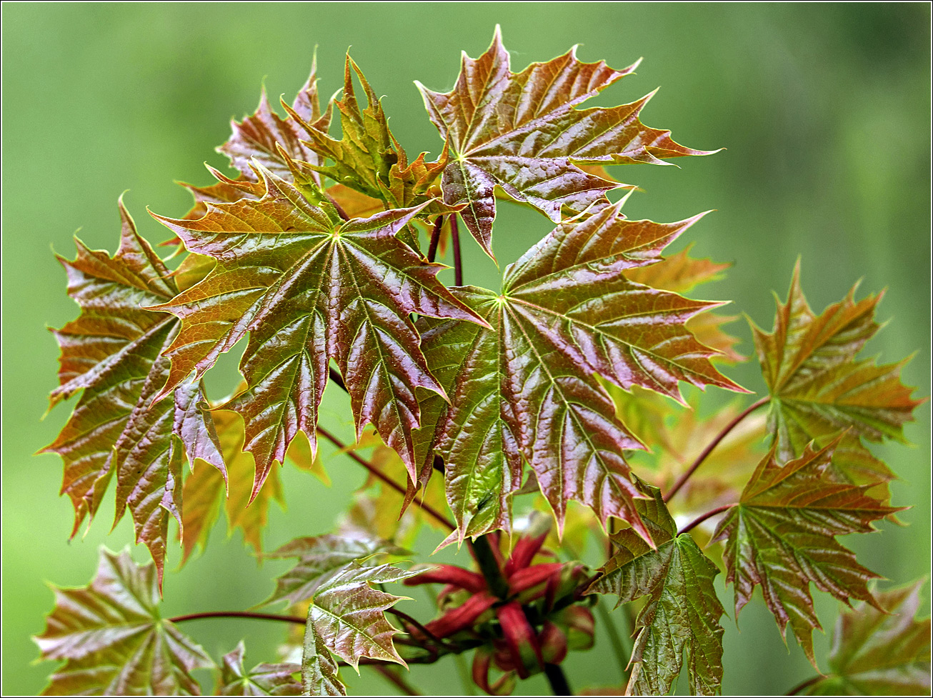 Изображение особи Acer platanoides.