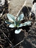 Mertensia maritima. Молодое растение на супралиторали. Мурманская обл., окр. пос. Дальние Зеленцы, берег Дальнезеленецкой губы. 04.08.2010.