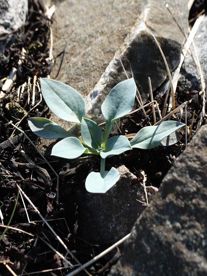 Image of Mertensia maritima specimen.