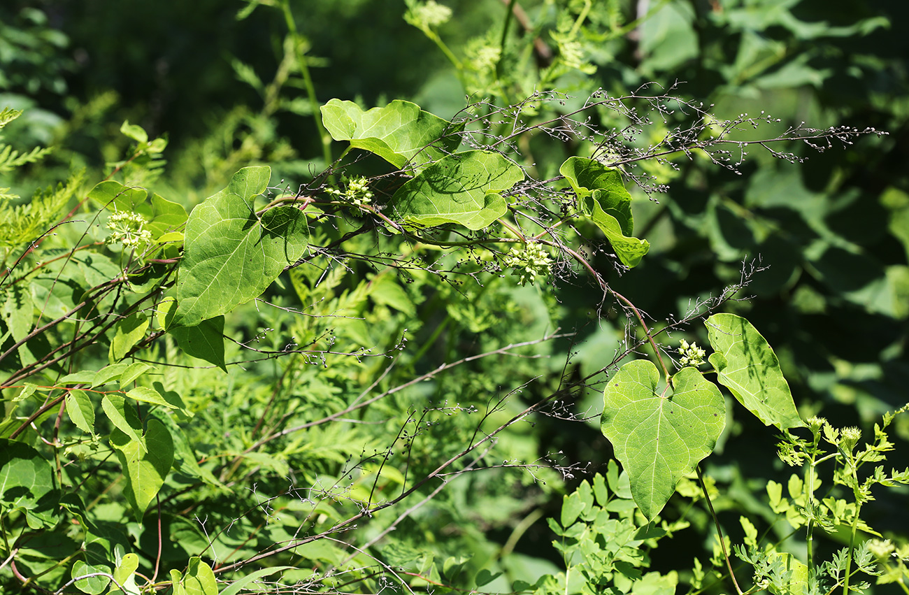 Image of Cynanchum wilfordii specimen.