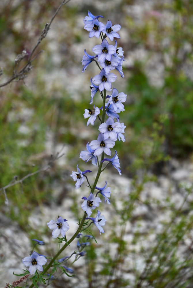 Изображение особи Delphinium crispulum.