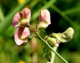 Lathyrus sylvestris