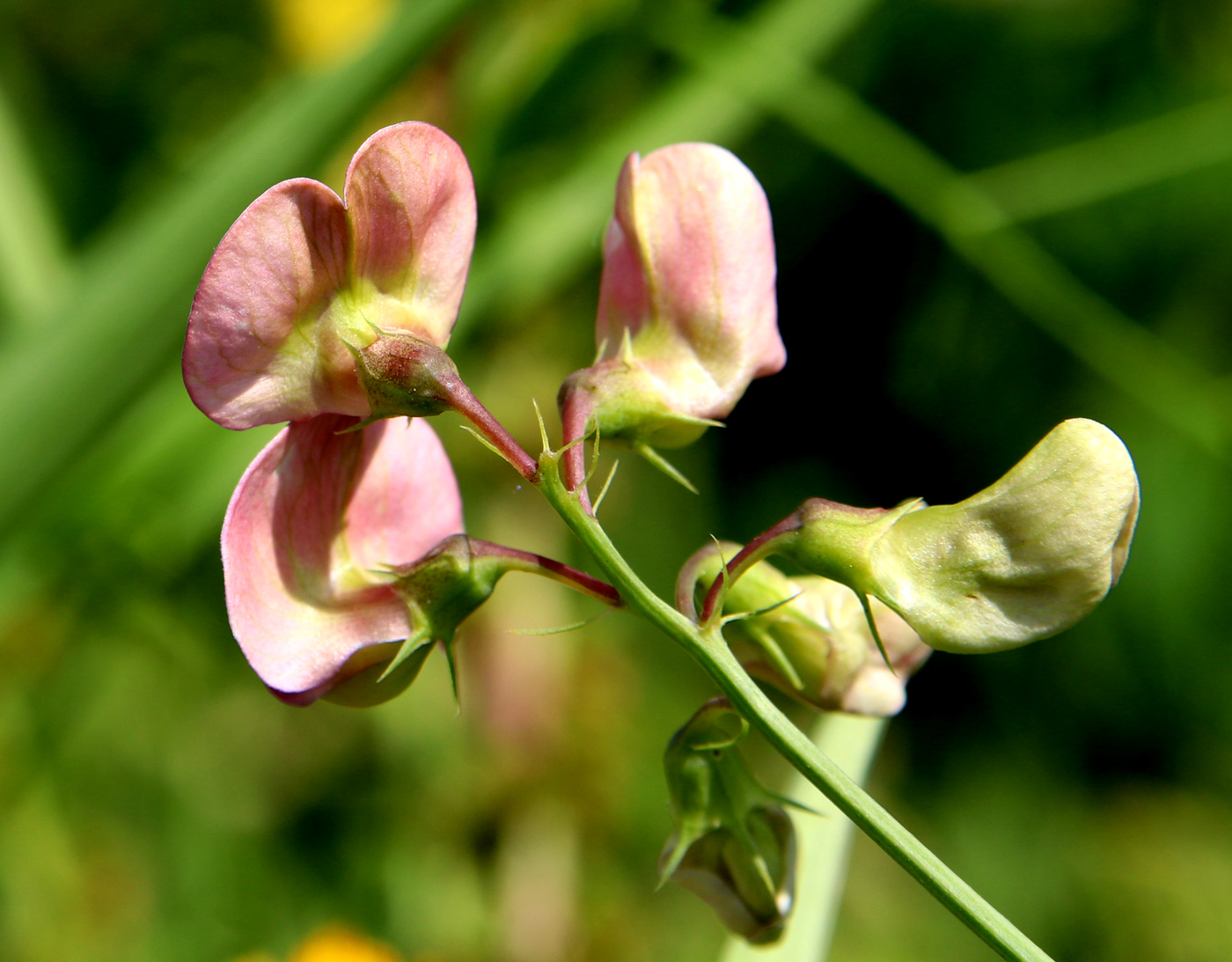 Изображение особи Lathyrus sylvestris.