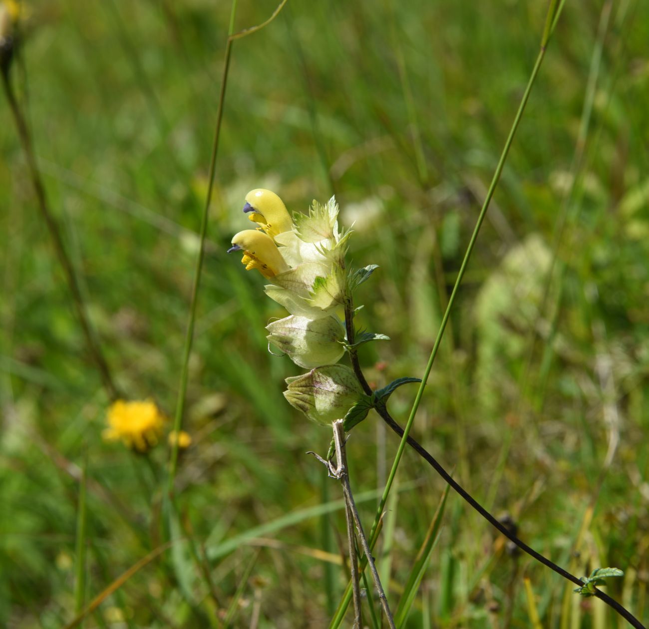 Image of genus Rhinanthus specimen.
