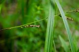 genus Carex. Верхушка цветущего растения и части листьев. Свердловская обл., Краснотурьинский ГО, долина р. Каква, средняя часть склона Камня Ступеньки, сосновый лес. 10 июня 2023 г.