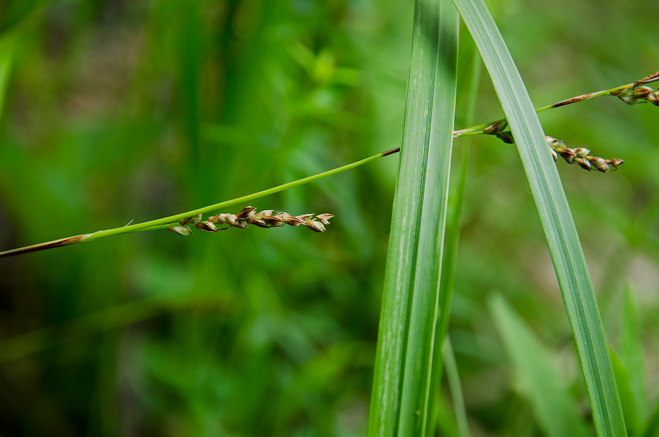 Image of genus Carex specimen.