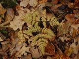 Gymnocarpium dryopteris