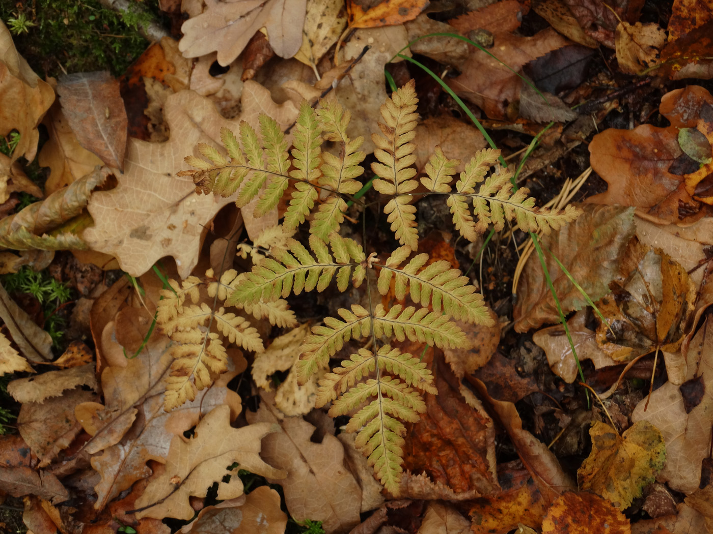 Image of Gymnocarpium dryopteris specimen.
