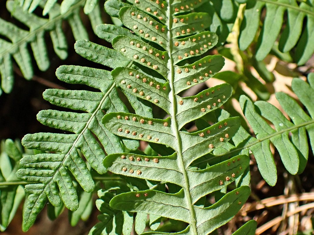 Изображение особи Polypodium sibiricum.