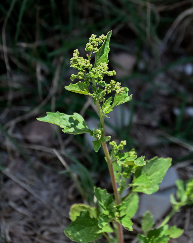 Изображение особи Chenopodium album.