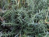 genus Cousinia