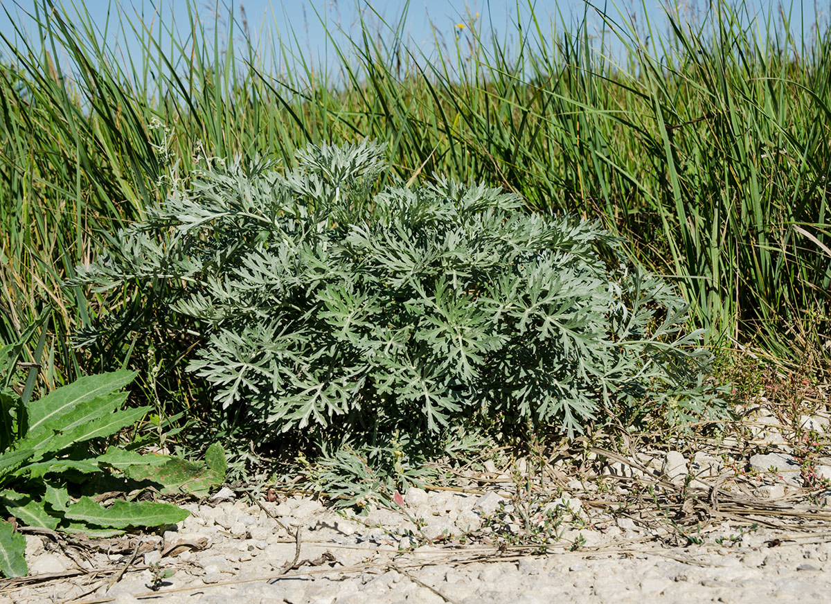 Изображение особи Artemisia absinthium.