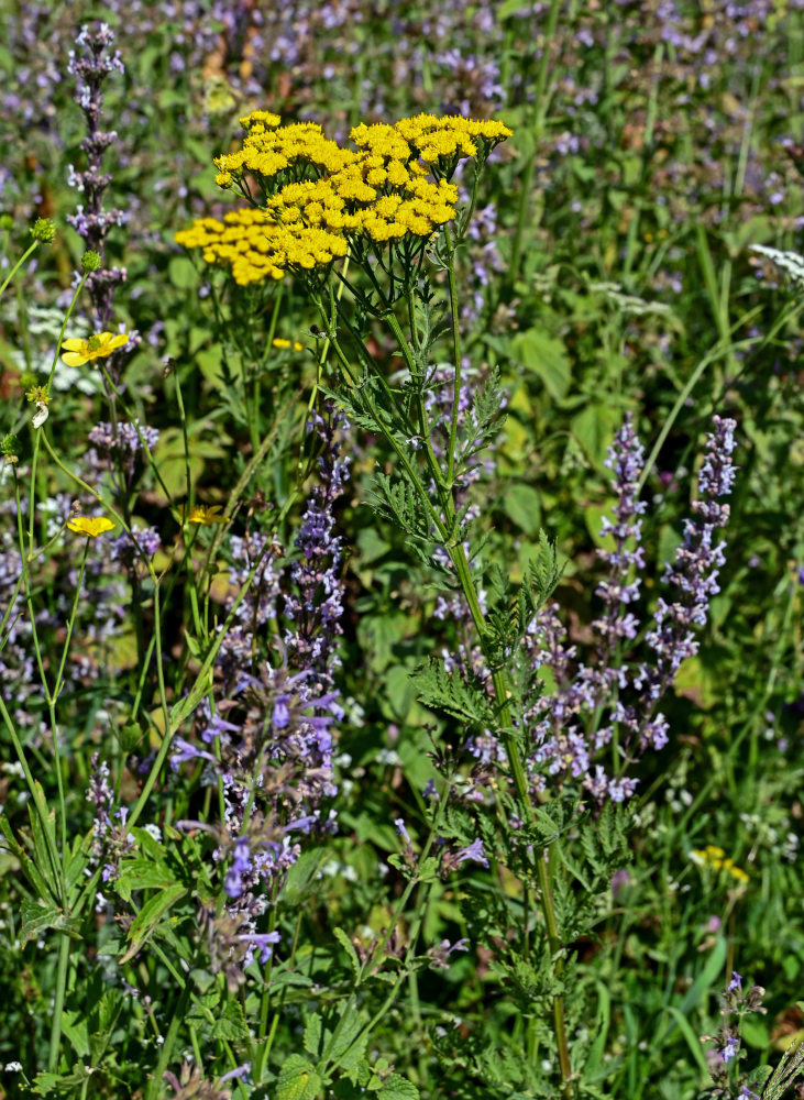 Image of genus Tanacetum specimen.