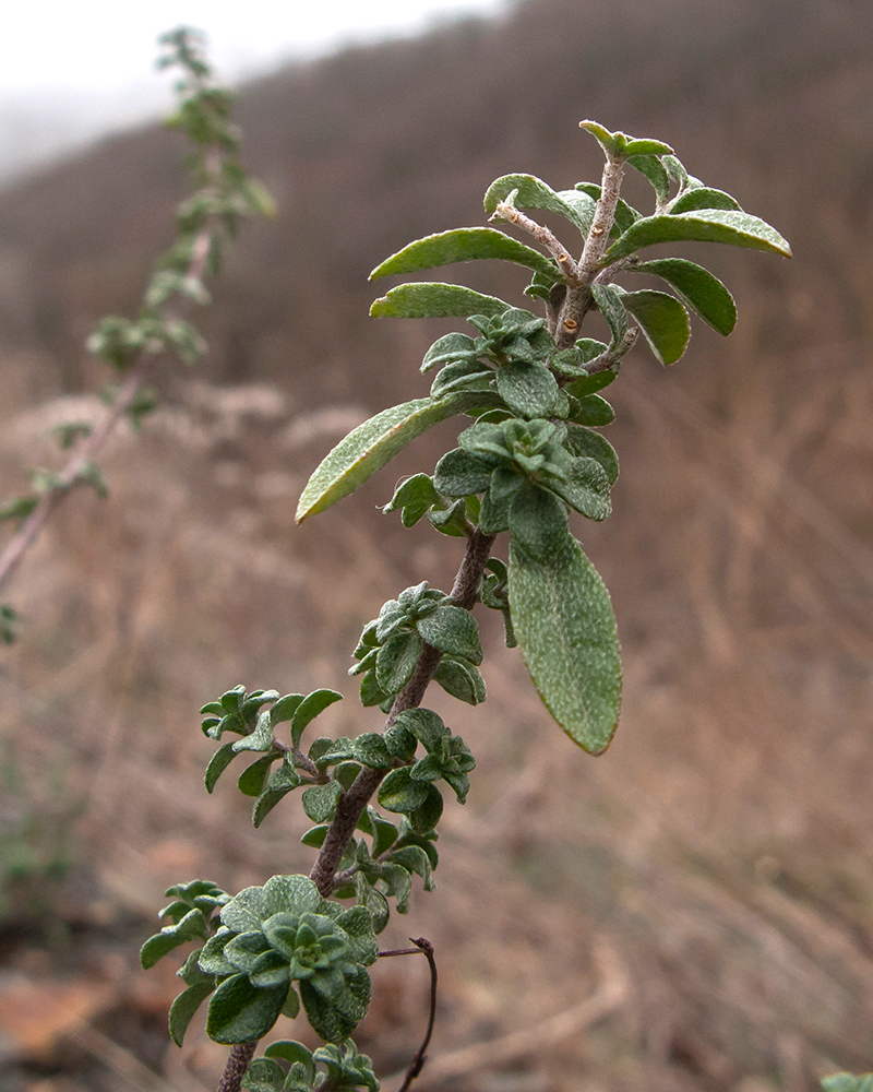 Изображение особи Odontarrhena muralis.