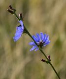 Cichorium intybus. Верхушка побега с цветущими и развивающимися соцветиями. Оренбургская обл., Саракташский р-н, хр. Карамурунтау, луговой склон. 07.07.2023.