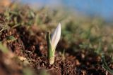 Colchicum triphyllum. Зацветающее растение. Крым, Севастополь, Балаклава, гора Крепостная. 21.01.2024.