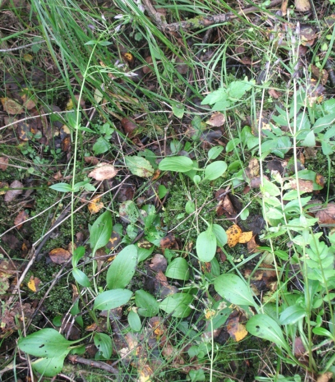 Image of Swertia perennis specimen.